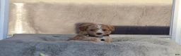 Havapoo dogs for sale: Zoey 🌷 Toy/Minature - Ad 21