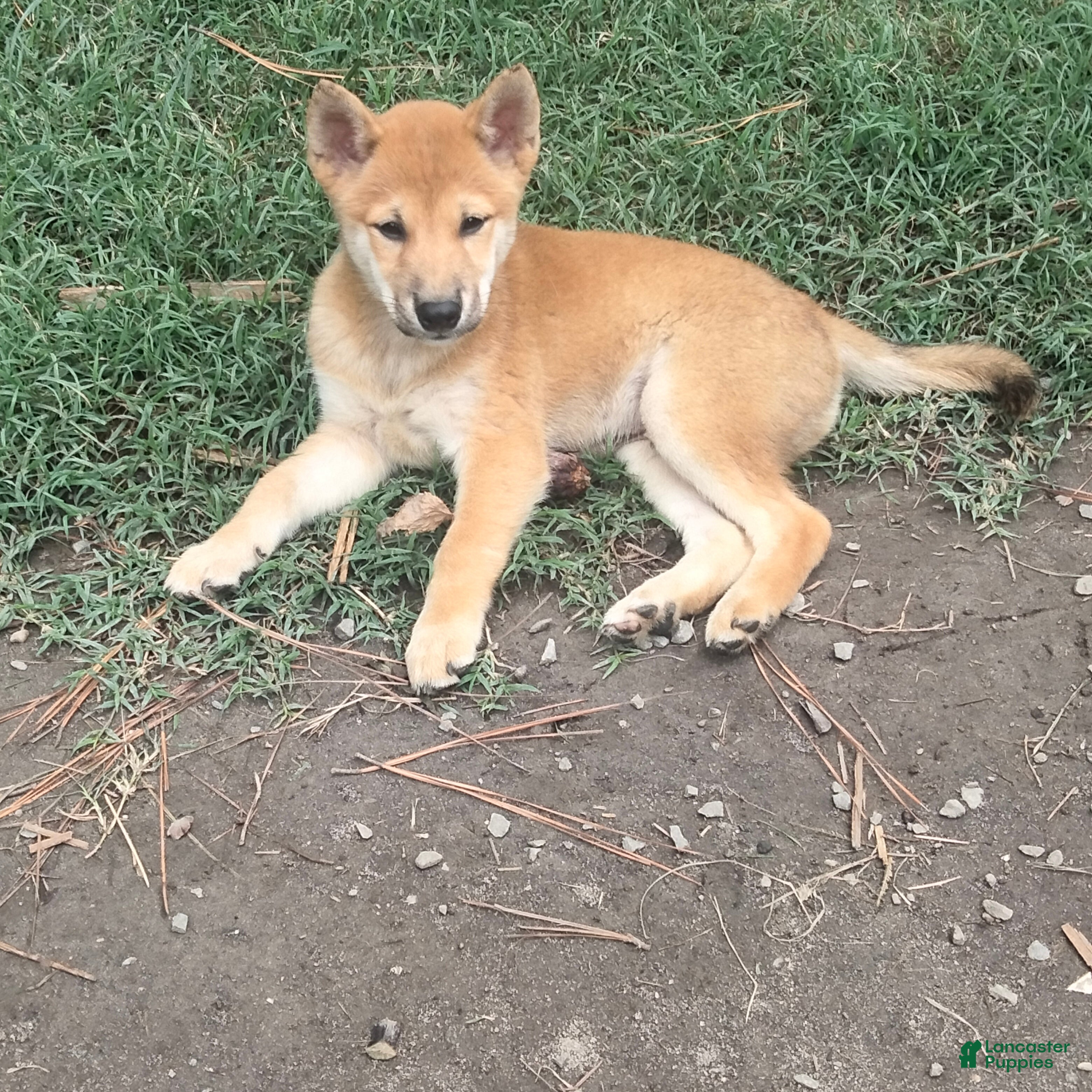 Shiba Inu dogs Tito - Ad 1