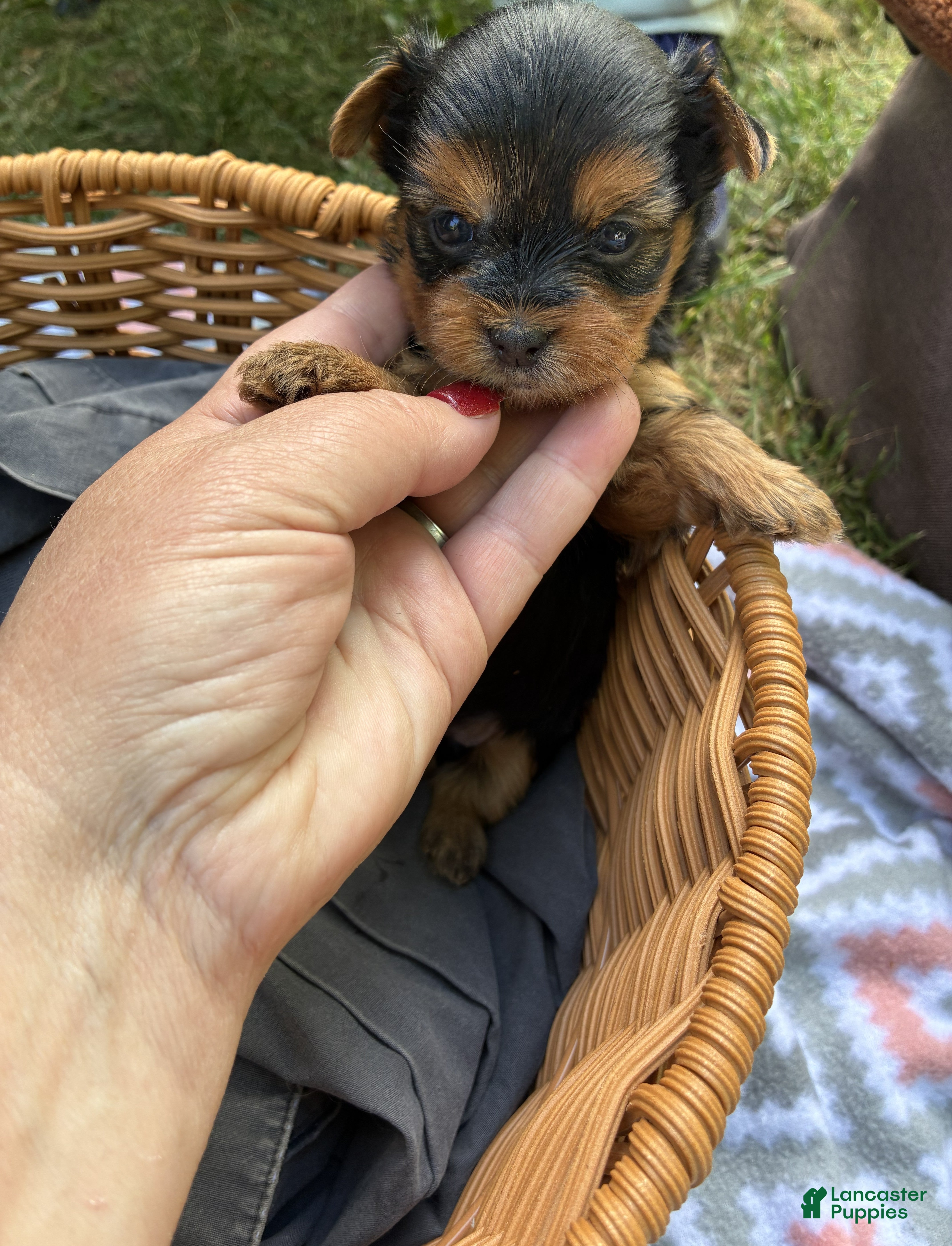 Yorkshire Terrier dogs Greta - Ad 15