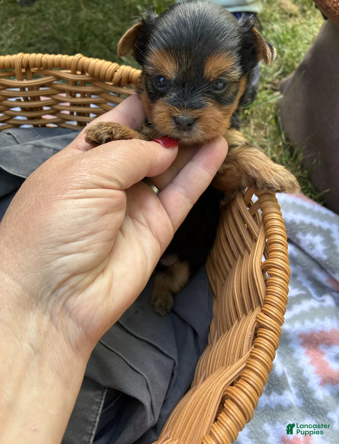 Yorkshire Terrier dogs for sale: Greta - Ad 1