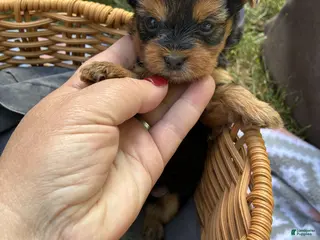 Yorkshire Terrier dogs Greta - Ad 15