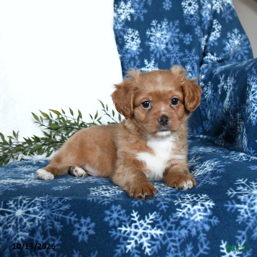 Shihpoo dogs Waylen - Ad 1