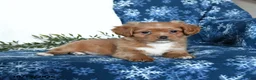 Shihpoo dogs for sale: Waylen - Ad 1