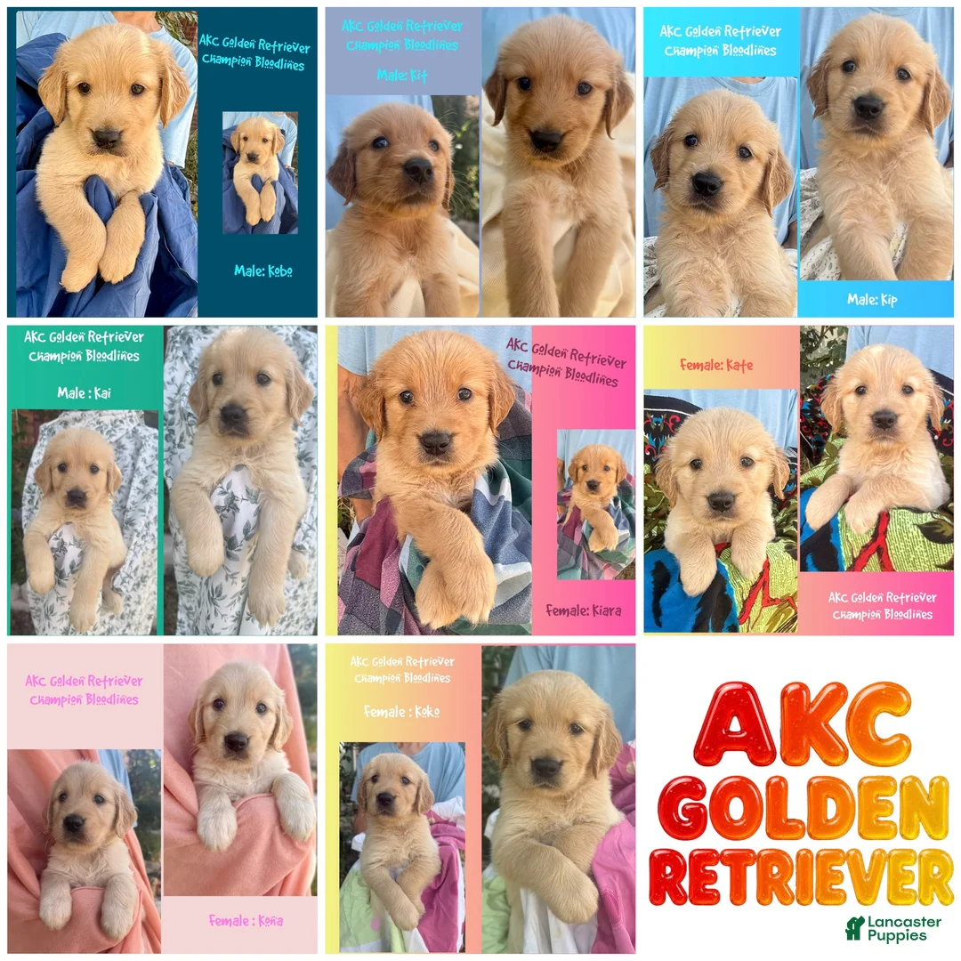 Golden Retriever dogs for sale: Kit - Ad 8