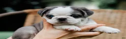 Pug dogs for sale: Jeffrey - Ad 2
