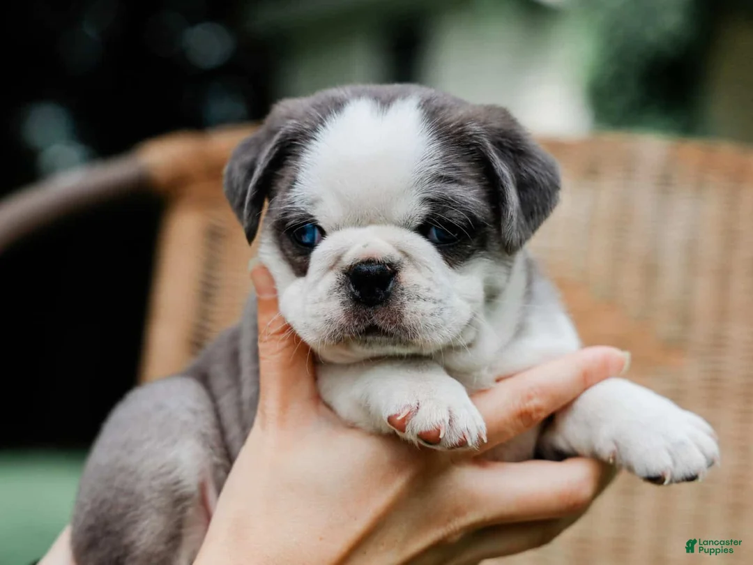Pug dogs for sale: Jeffrey - Ad 2