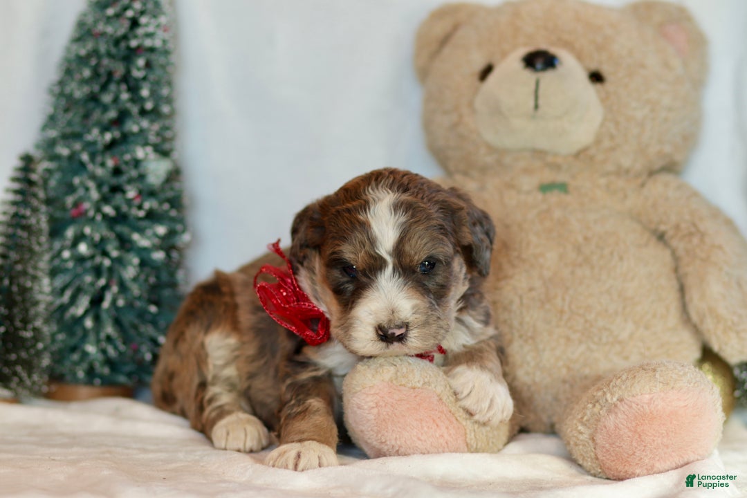 Bernedoodle dogs for sale: Spruce - Ad 4