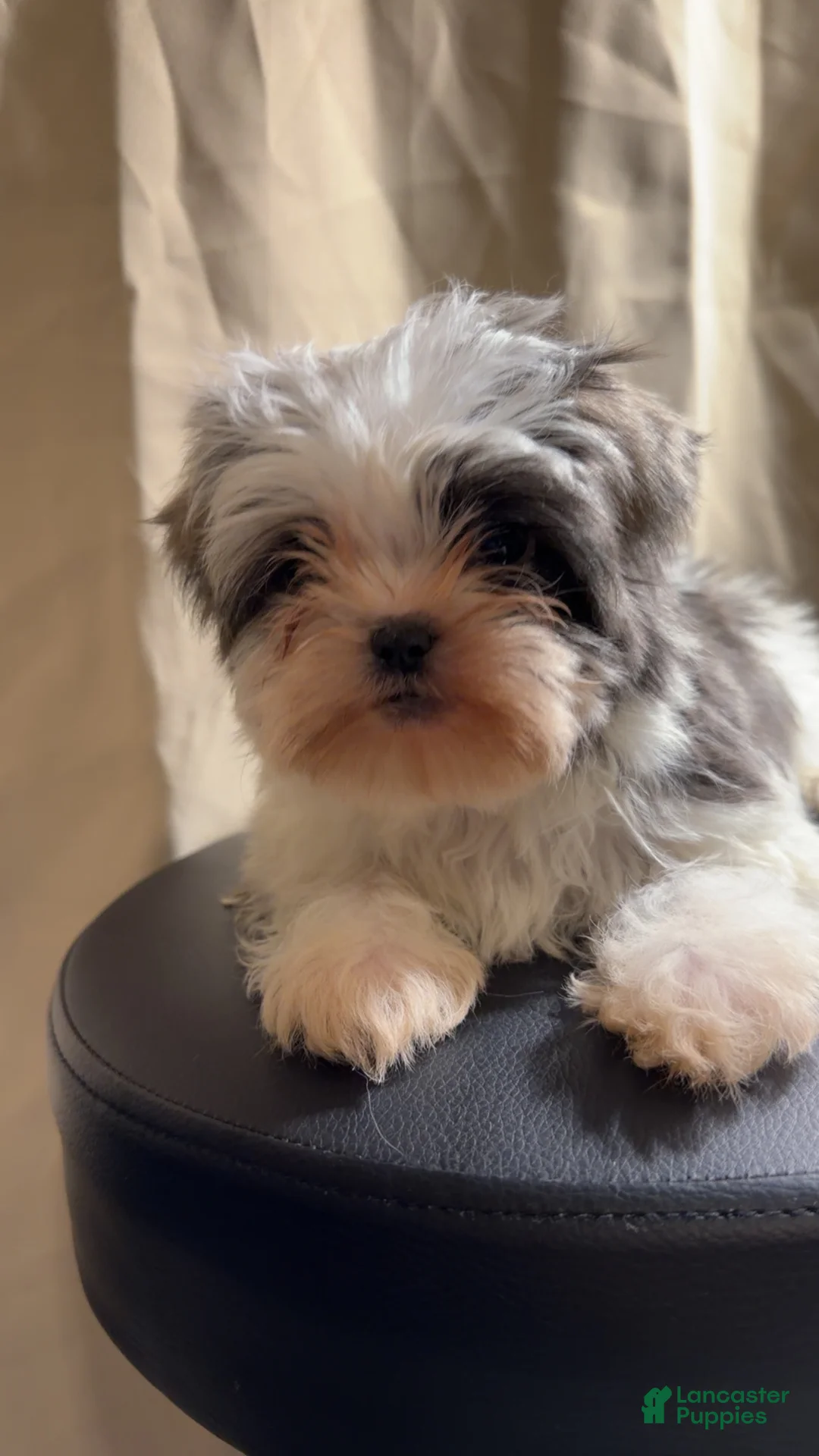Shih Tzu dogs for sale: Shih Tzu Rico - Ad 2