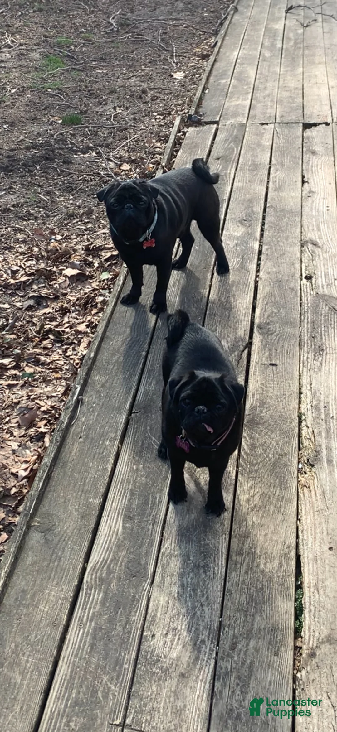 Pug dogs for sale: Pug Puppy 3 - Ad 2