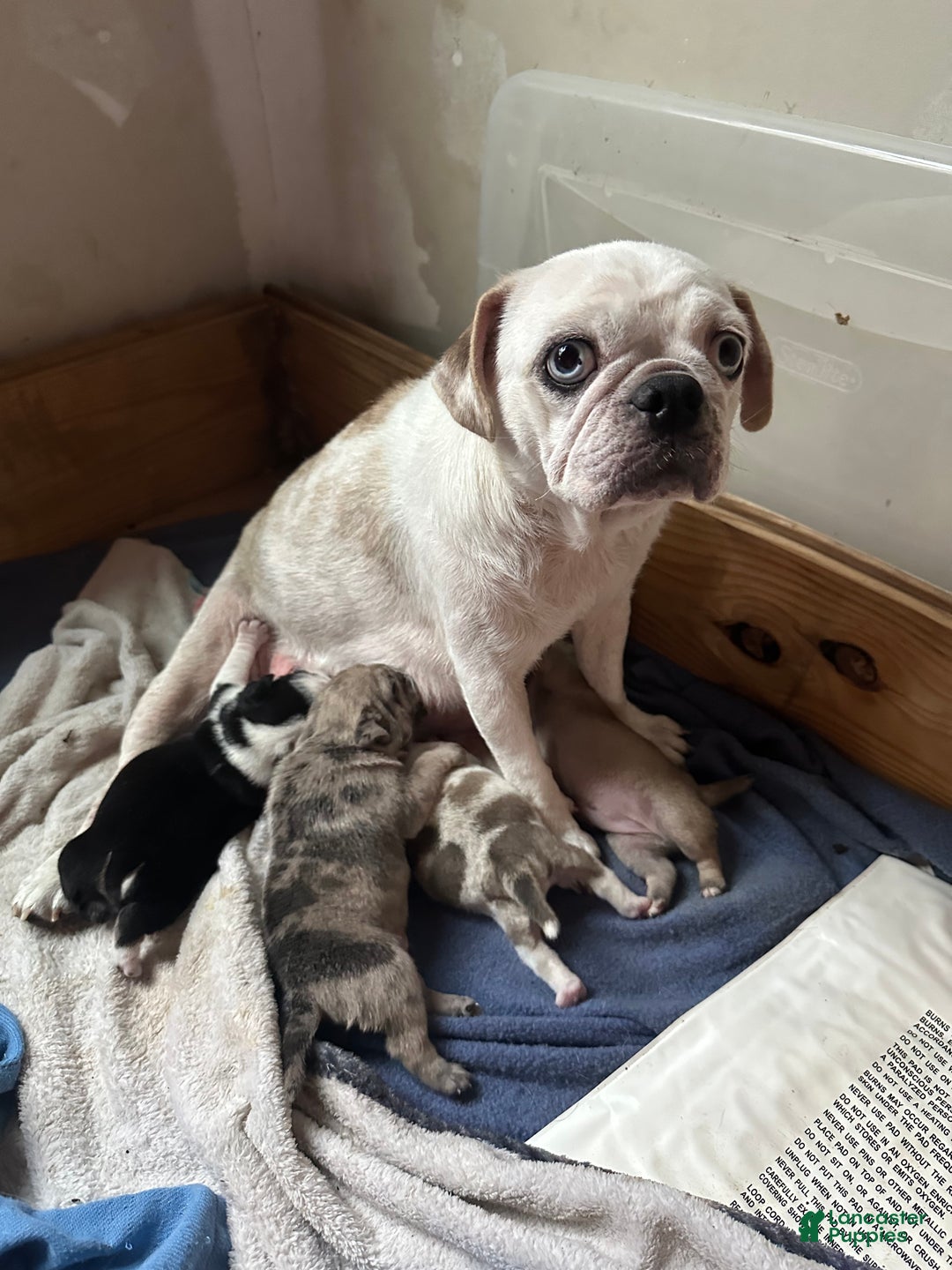 Pug dogs for sale: Fallon - Ad 5