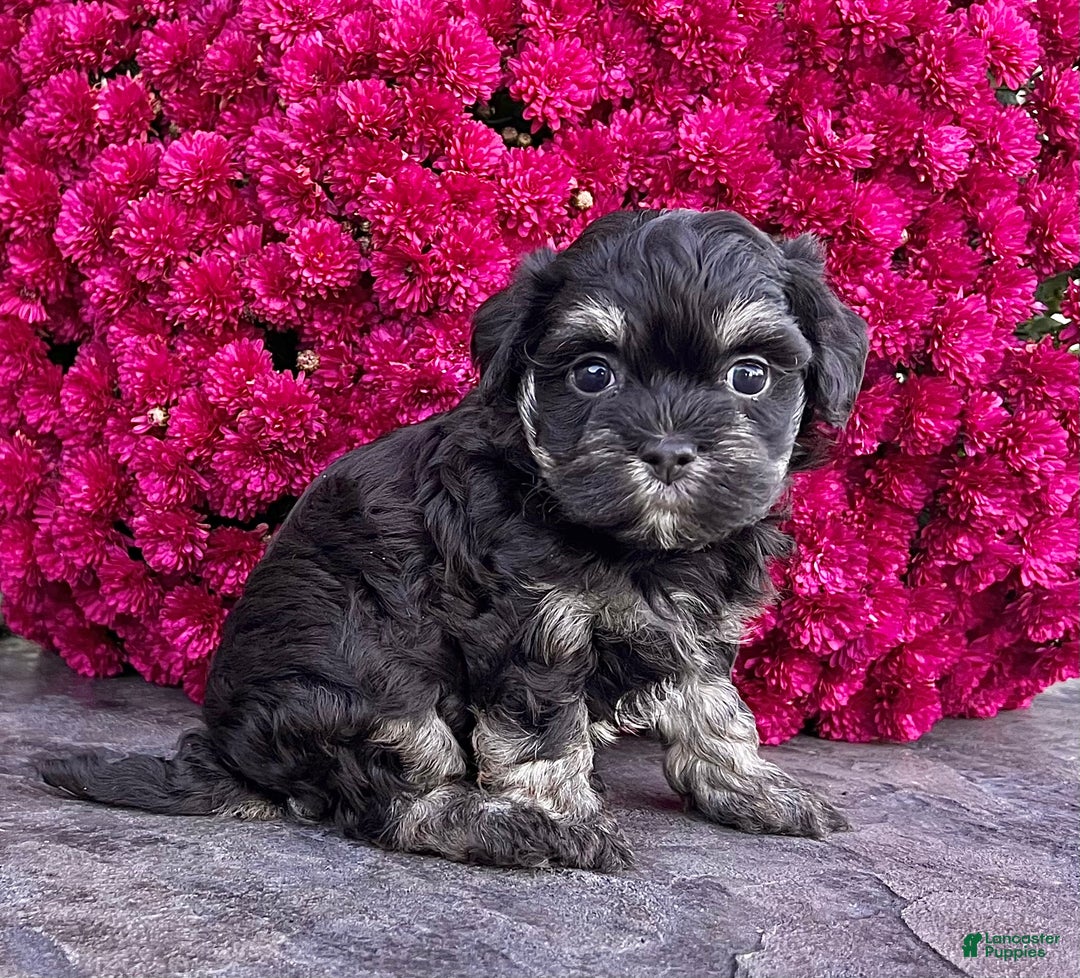 Havanese dogs for sale: Cookie - Ad 3