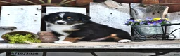 Australian Shepherd dogs for sale: Arnold - Ad 4