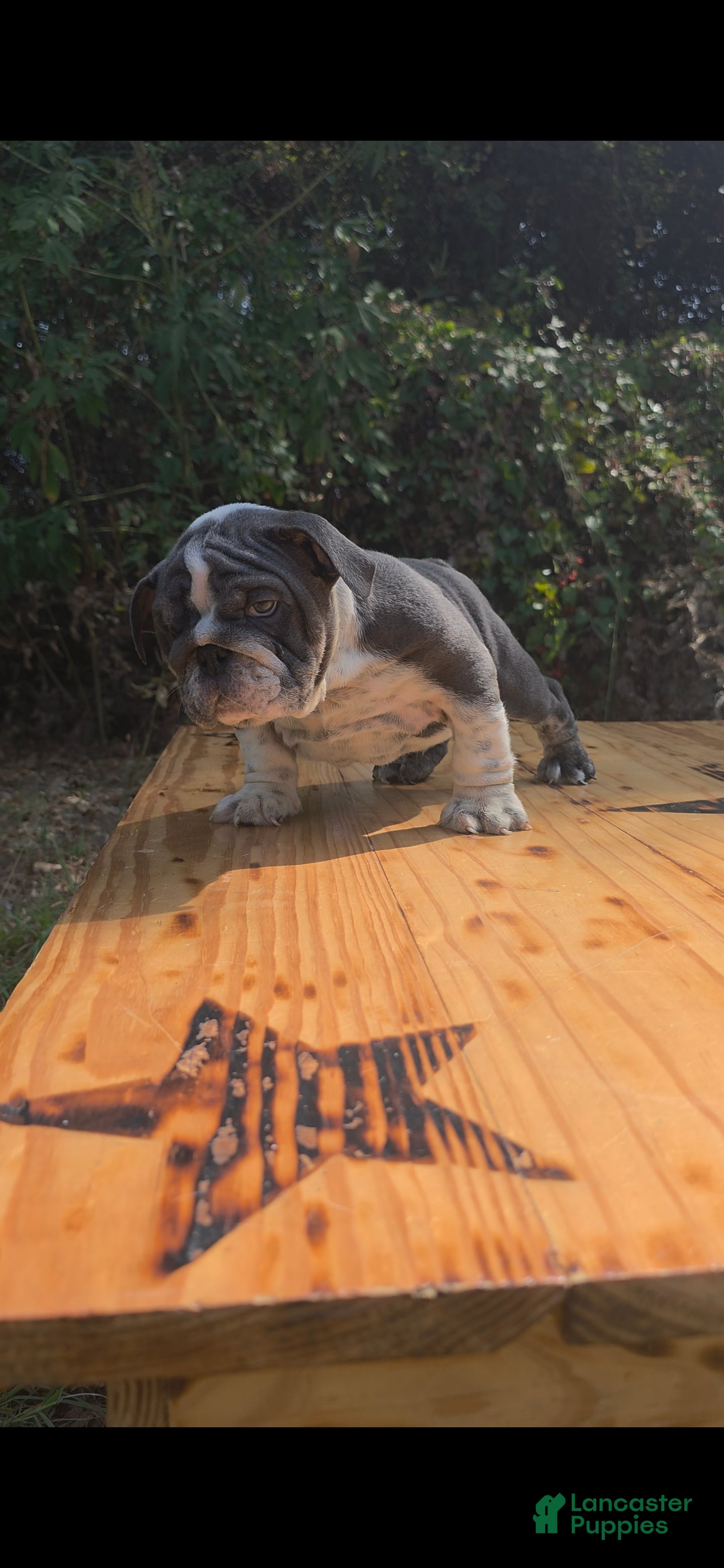 English Bulldog dogs DENVER - Ad 2
