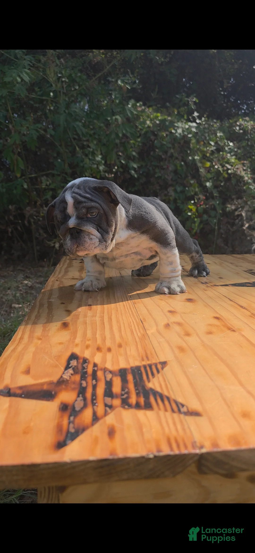 English Bulldog dogs for sale: DENVER - Ad 2