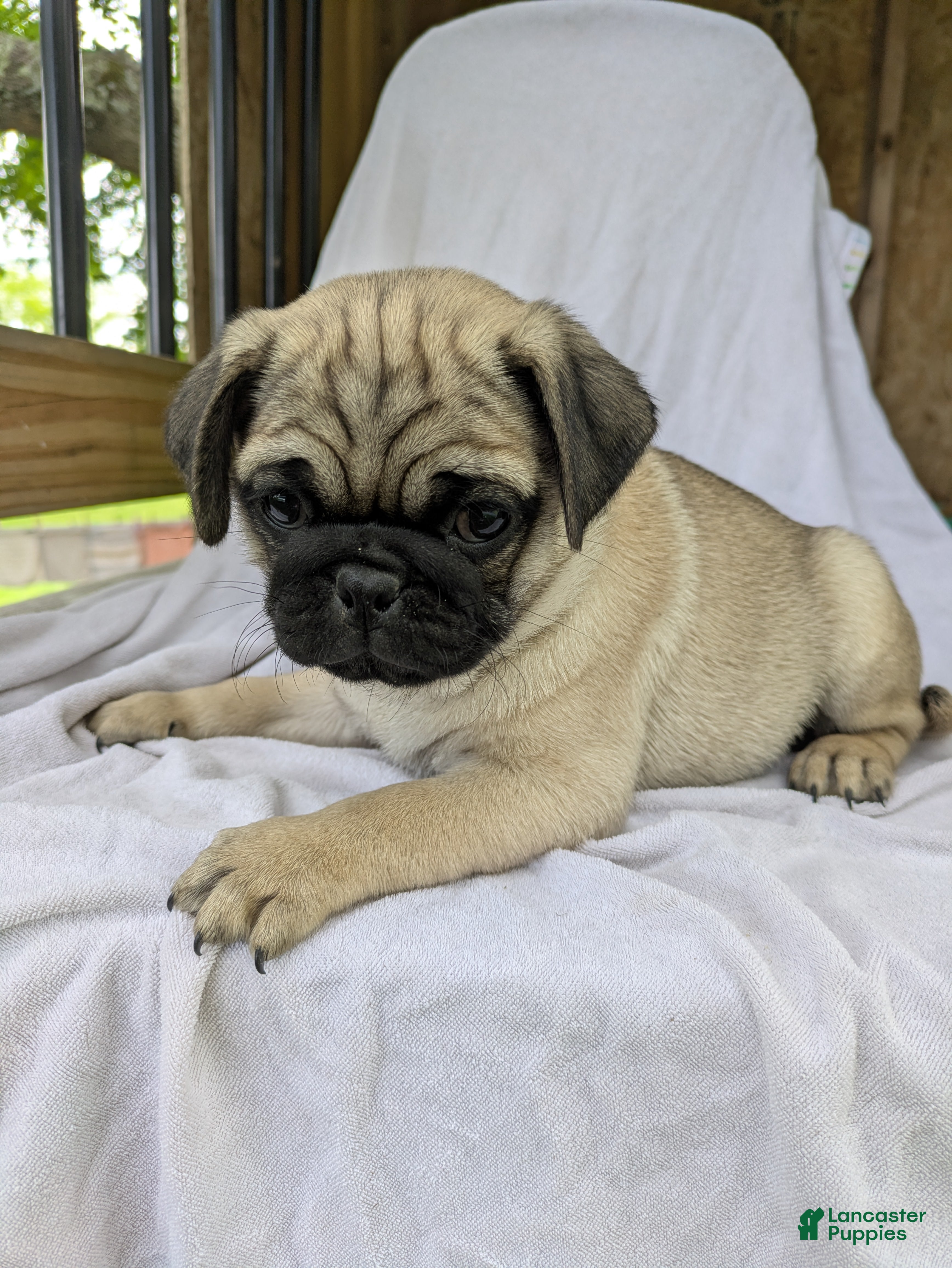 Pug dogs Leo - Ad 1