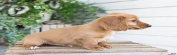 Dachshund dogs for sale: Harvey - Ad 9