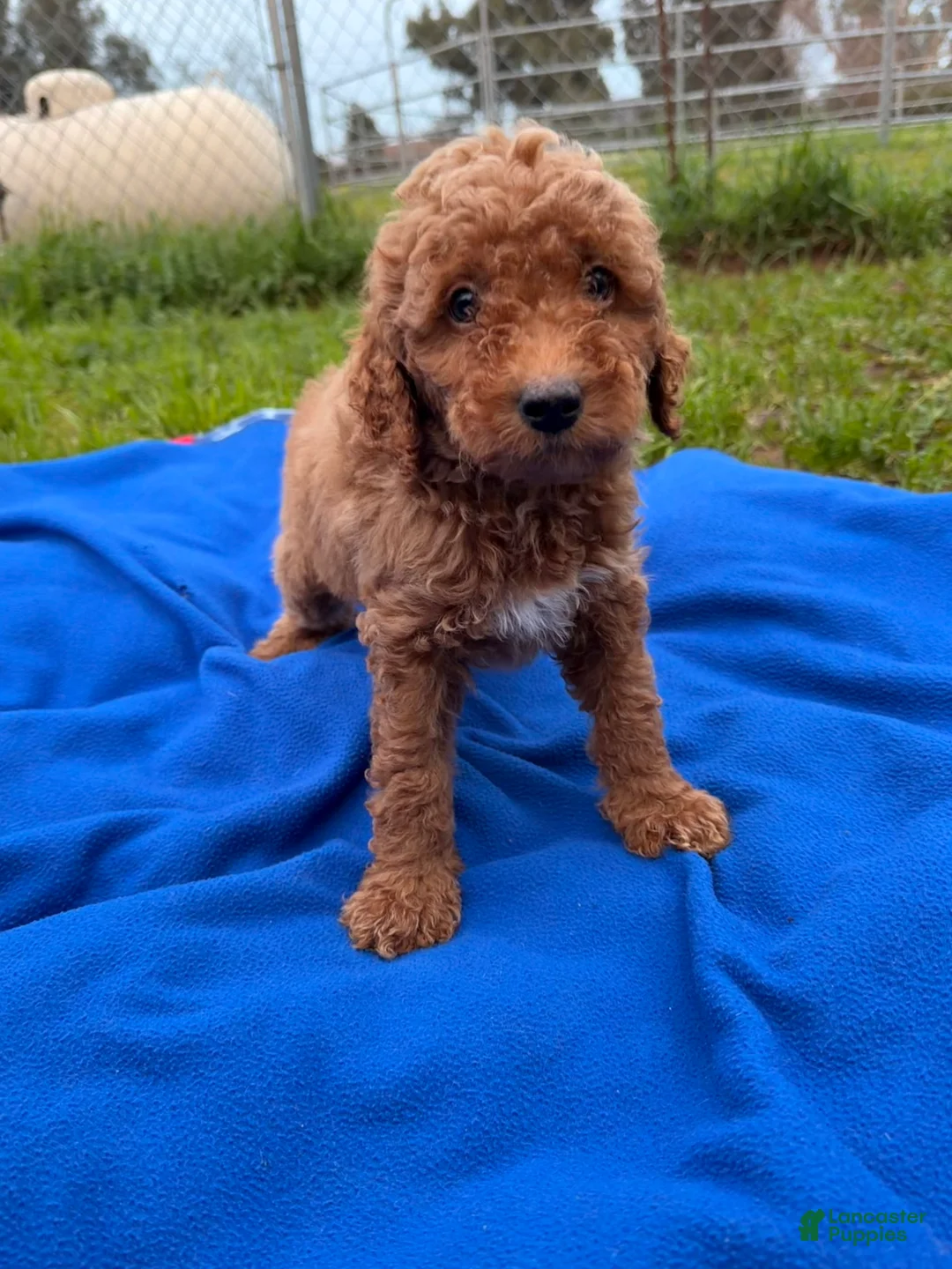 Mini Goldendoodle dogs for sale: Winter  - Ad 2