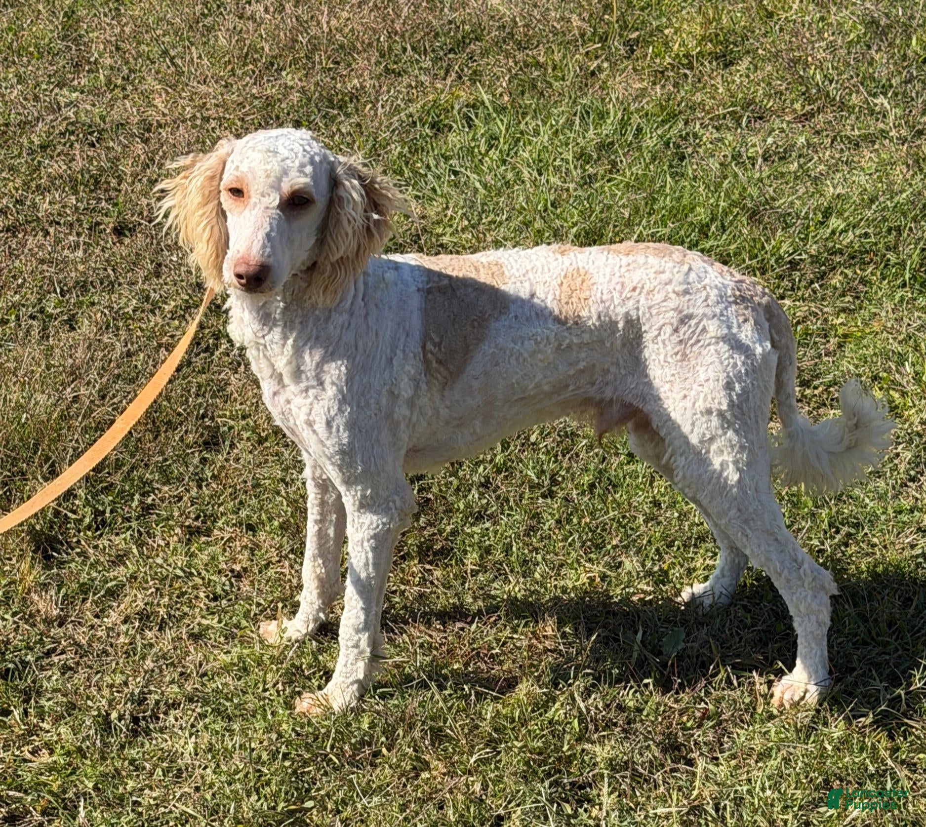 Mini Goldendoodle dogs for sale: Spirit - Ad 7