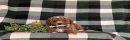 Cavapoo dogs for sale: Forest Hypoallergenic - Ad 5