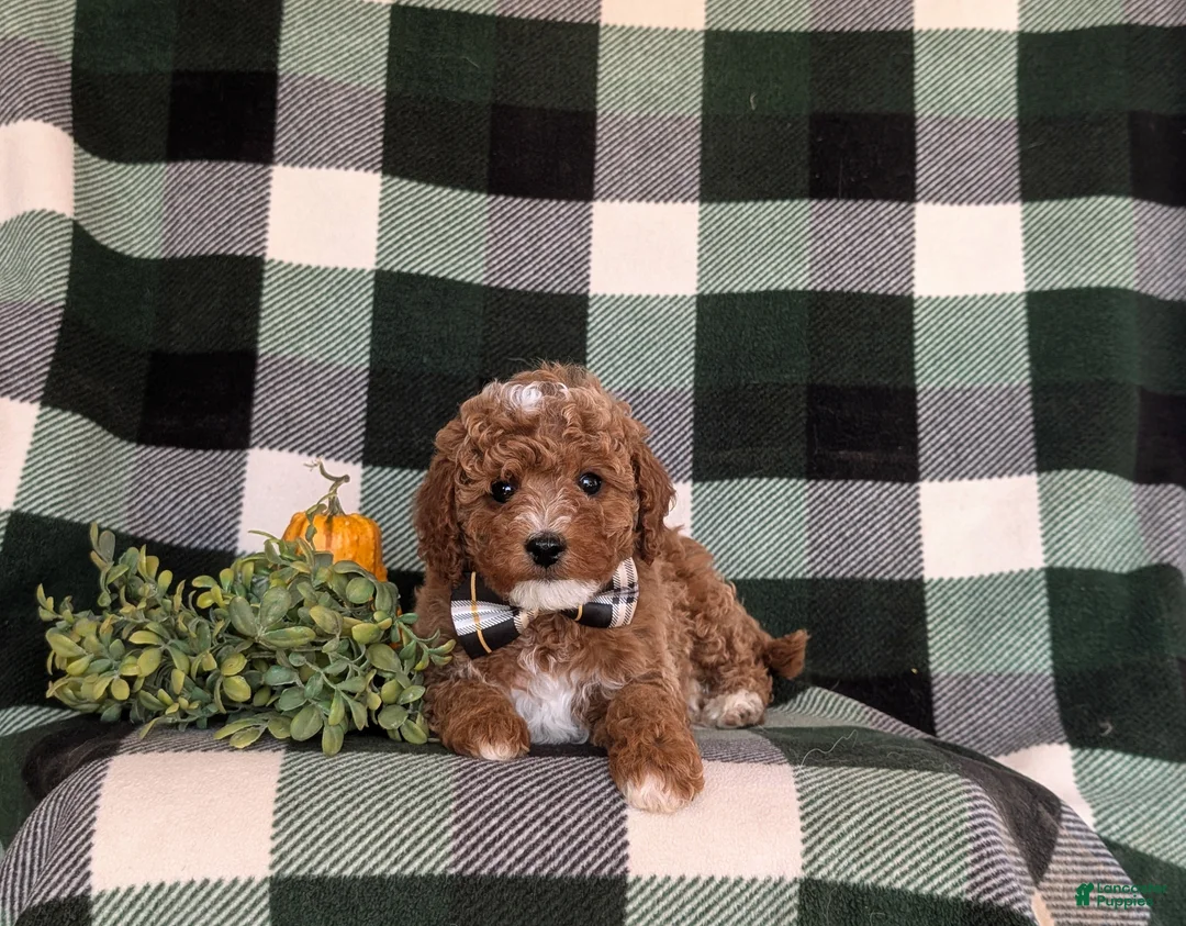 Cavapoo dogs for sale: Forest Hypoallergenic - Ad 5