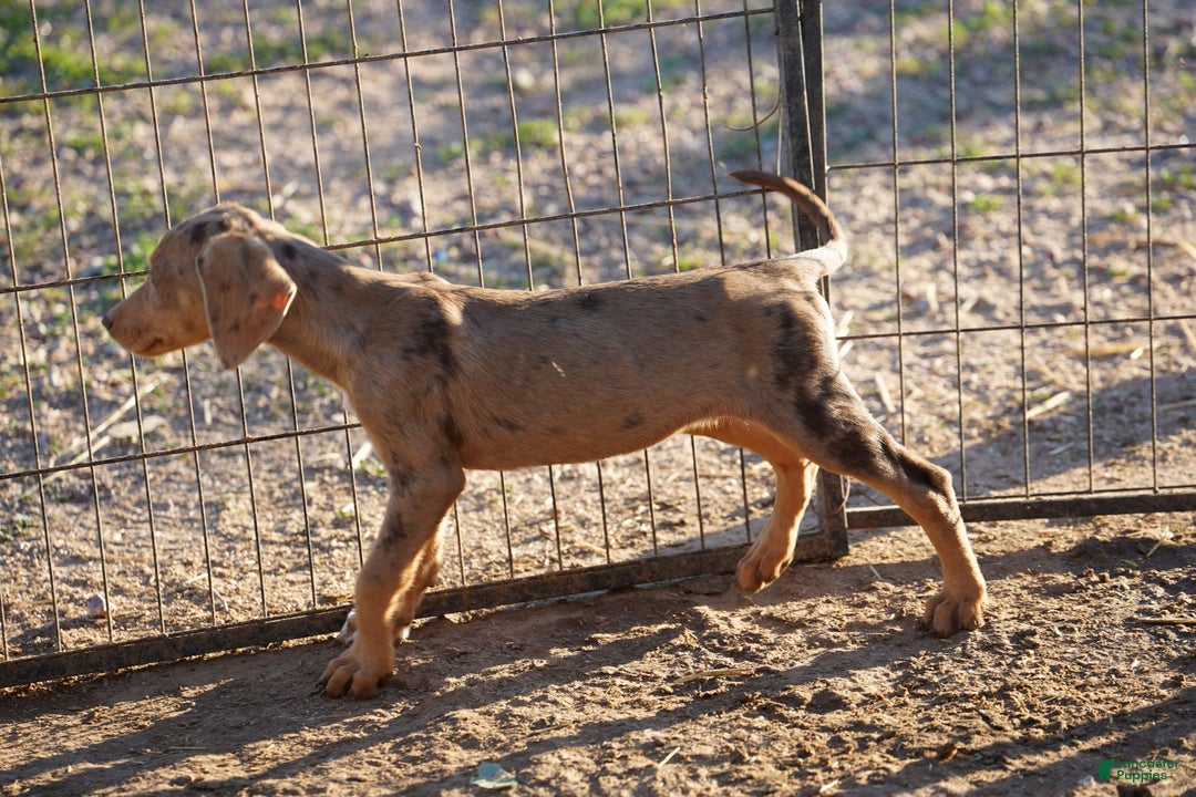 Mixed Breed dogs for sale: POL Lilac Fawn Merle F RT - Ad 9