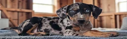 Catahoula Leopard Dog dogs for sale: Bug 2026 Female 1 - Ad 5