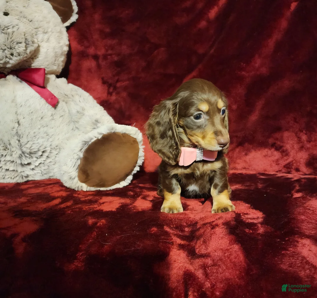 Miniature Dachshund dogs for sale: KISSES - Ad 2