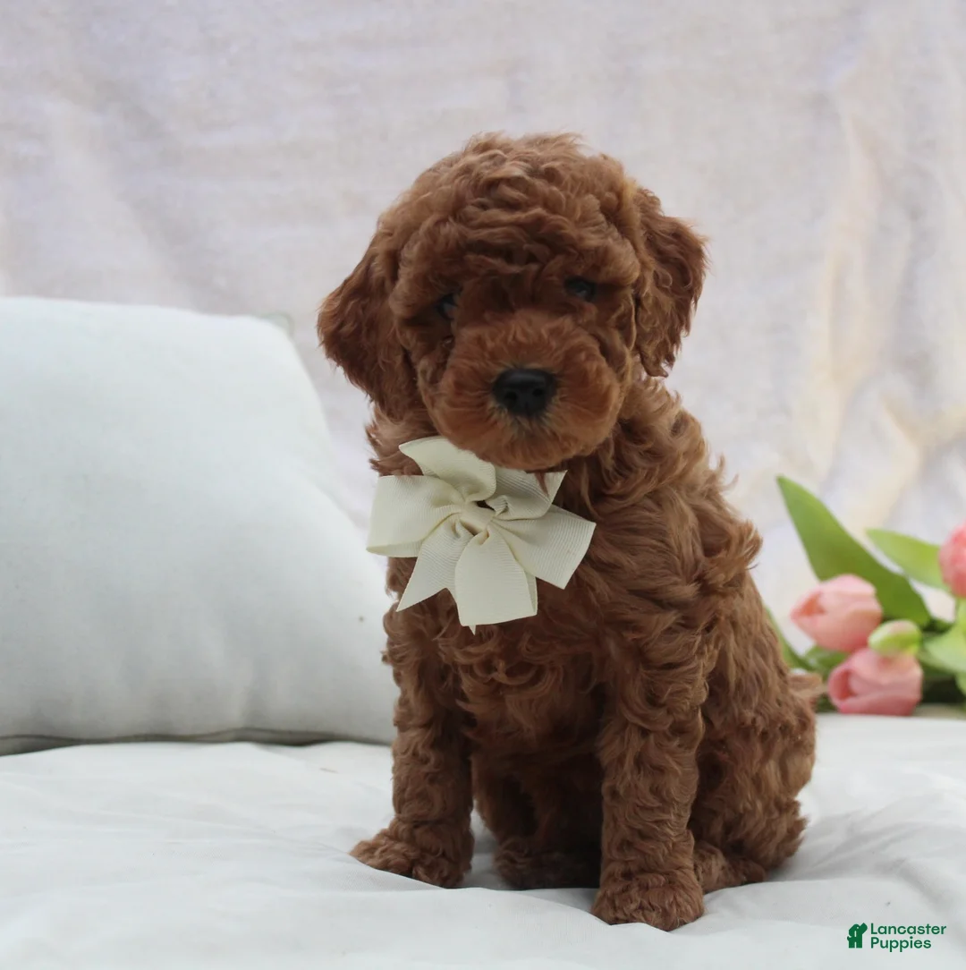 Mini Goldendoodle dogs for sale: Rusty - Ad 1
