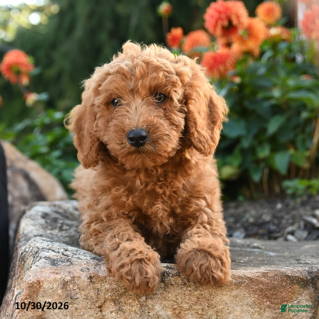 Mini Goldendoodle dogs for sale: Lester - Ad 2