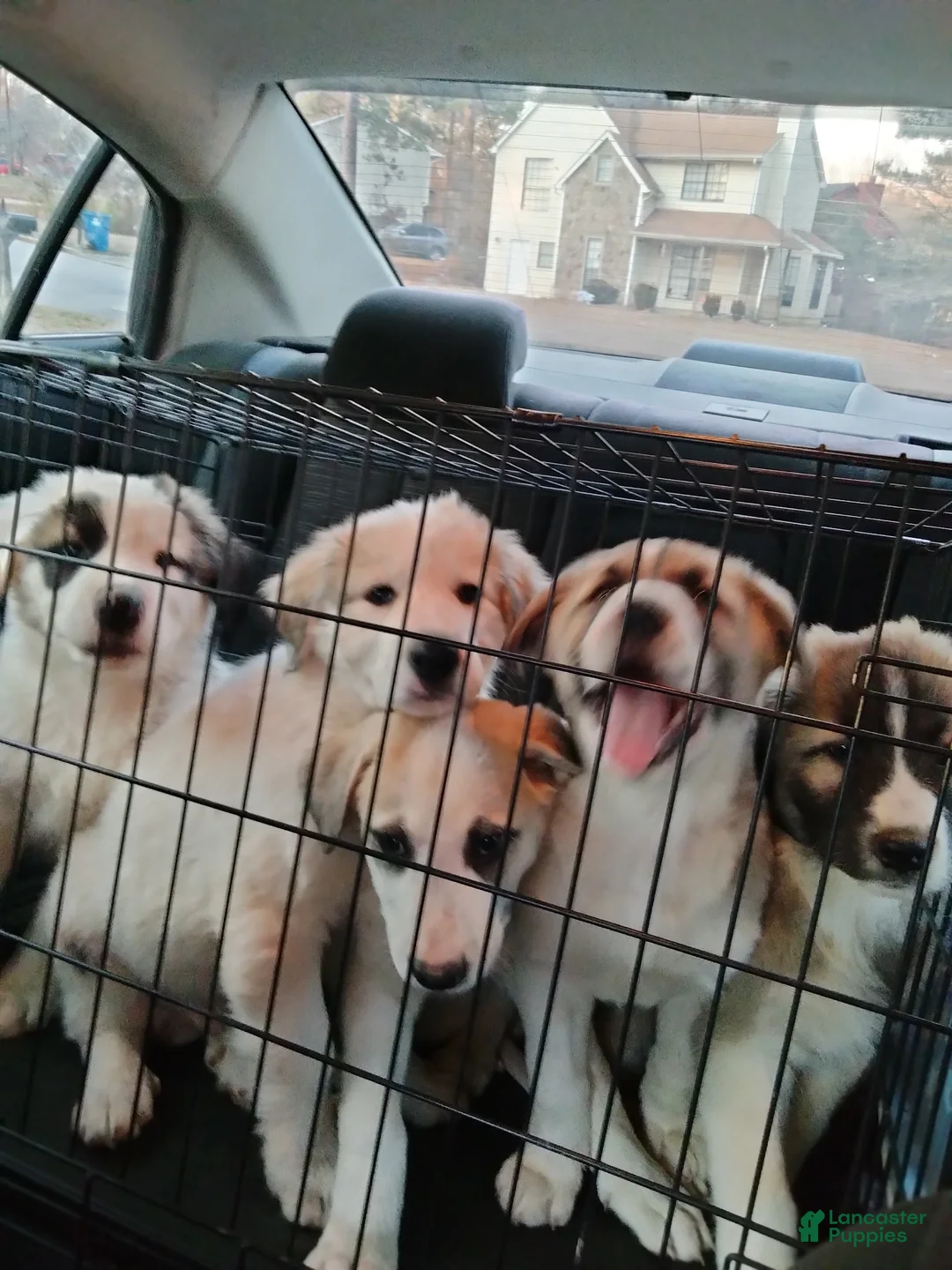 Mixed Breed dogs for sale: Buddy Boy  - Ad 11