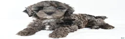 Cockapoo dogs for sale: Murphy - Ad 5