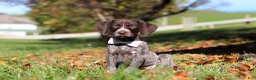 German Shorthaired Pointer dogs for sale: Angela - Ad 2