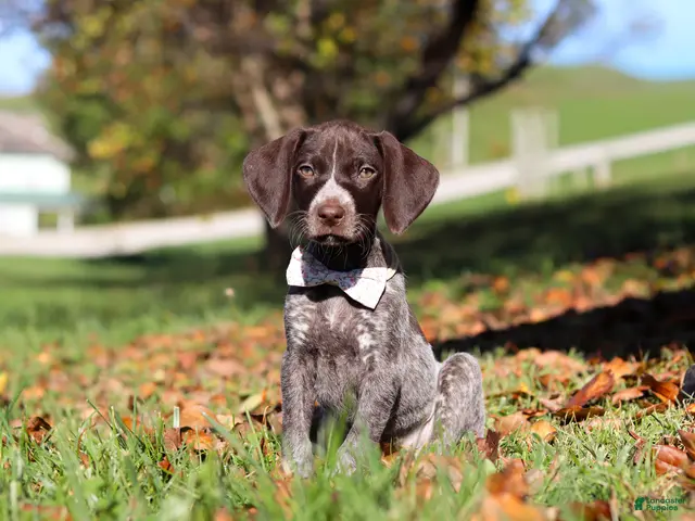 German Shorthaired Pointer dogs Angela - Ad 2
