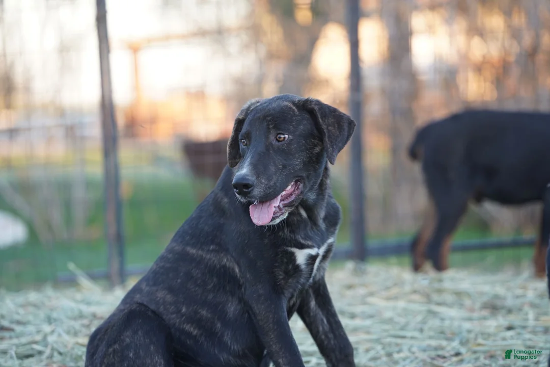 Mixed Breed dogs for sale: Bear Tiscar Farm Dog - Ad 14