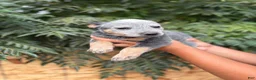 Australian Cattle Dog dogs for sale: Australian Cattle Dog 4 - Ad 2