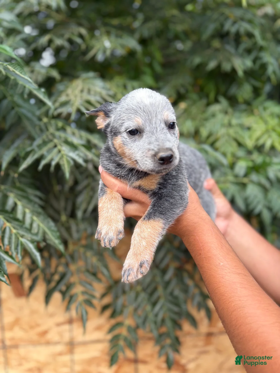 Australian Cattle Dog dogs for sale: Australian Cattle Dog 4 - Ad 2