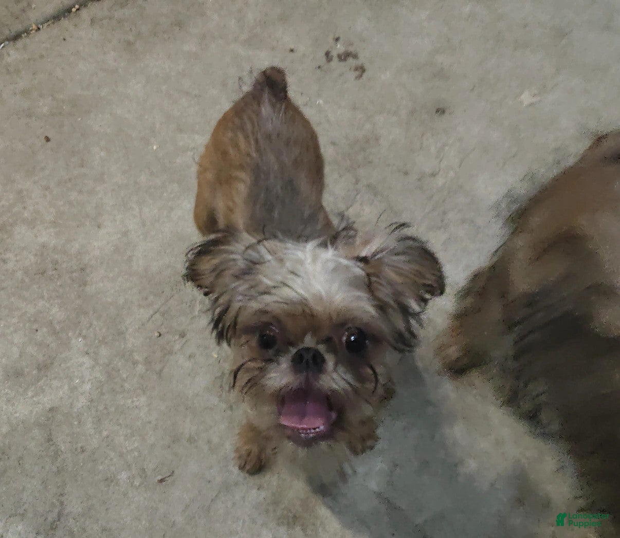 Brussels Griffon dogs Fluffy - Ad 15
