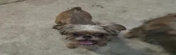 Brussels Griffon dogs for sale: Fluffy - Ad 1