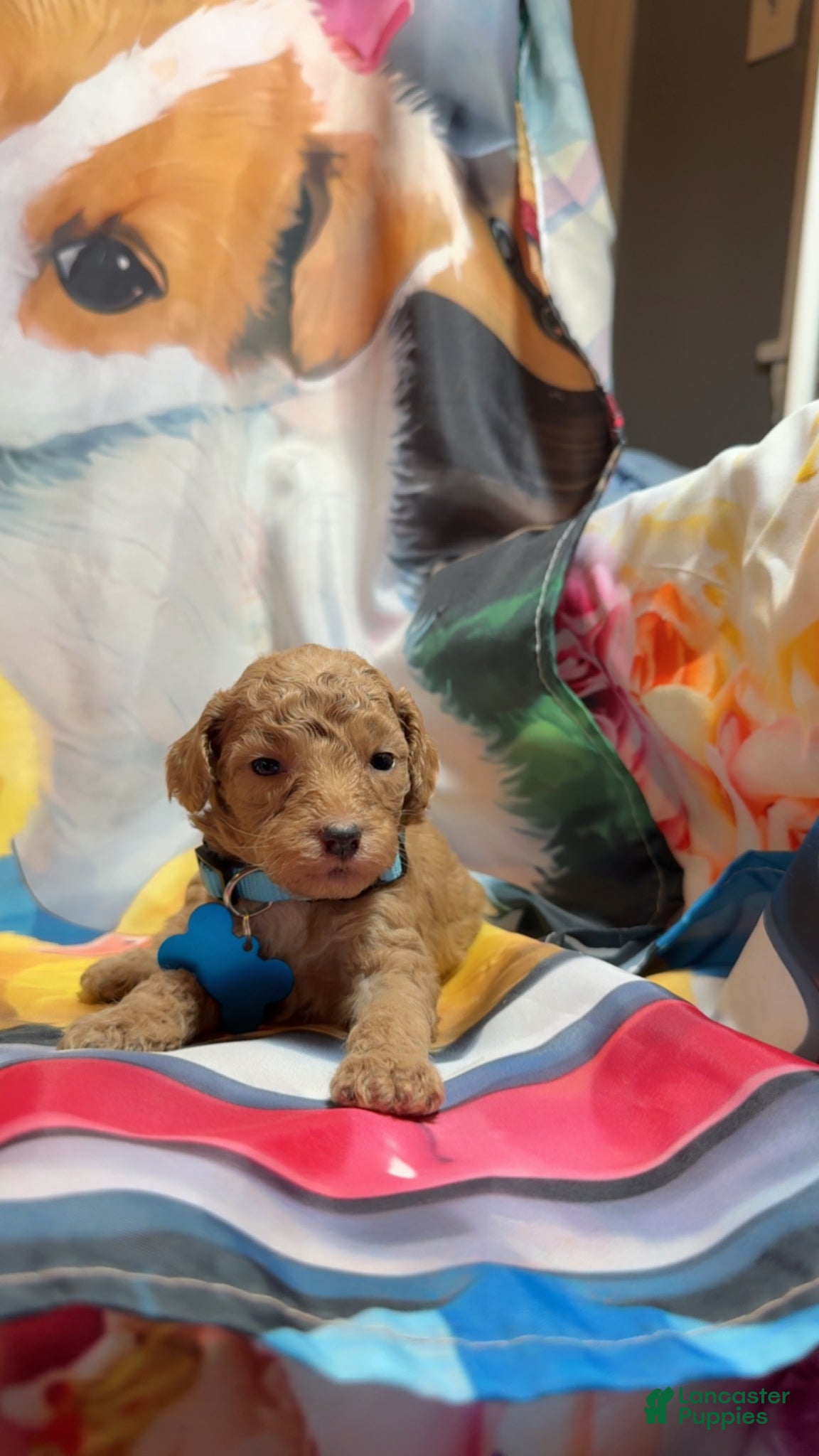 Miniature Poodle dogs Miniature Poodle Puppy 1 - Ad 8