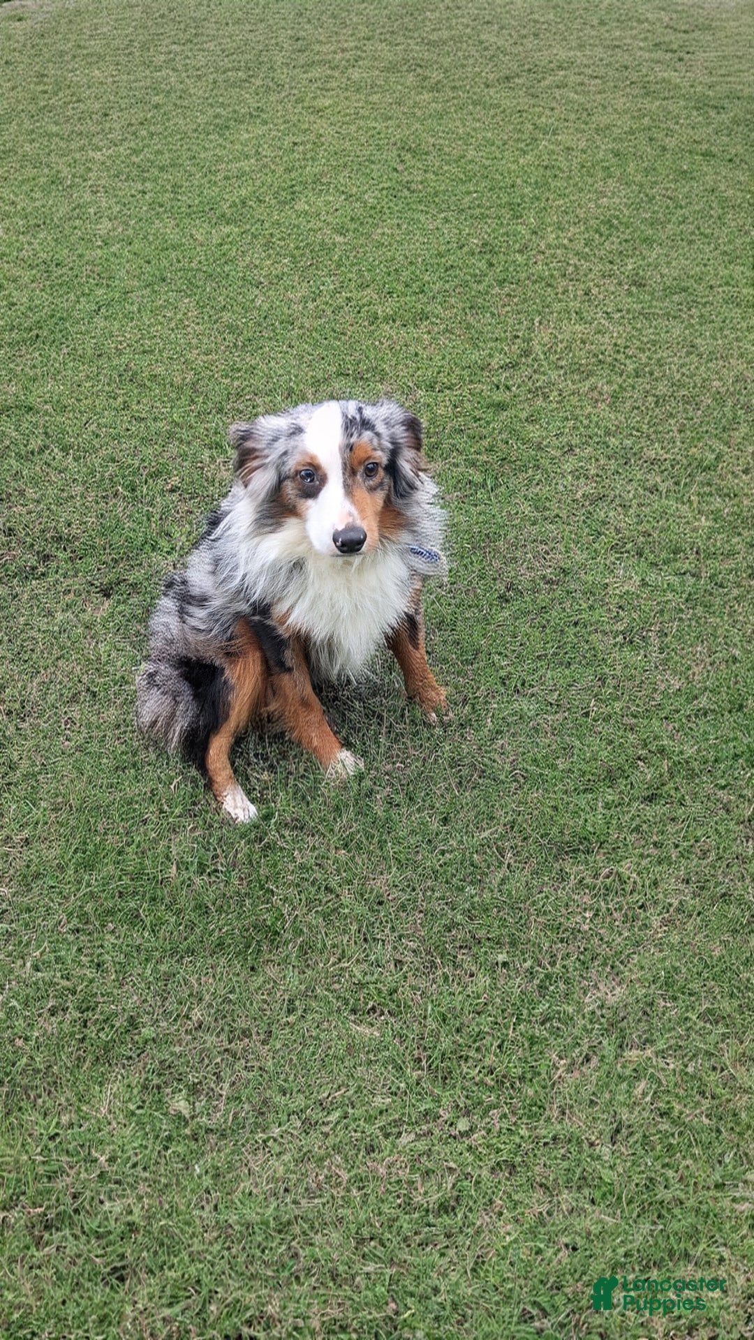 Mini Aussiedoodle dogs for sale: River - Ad 9