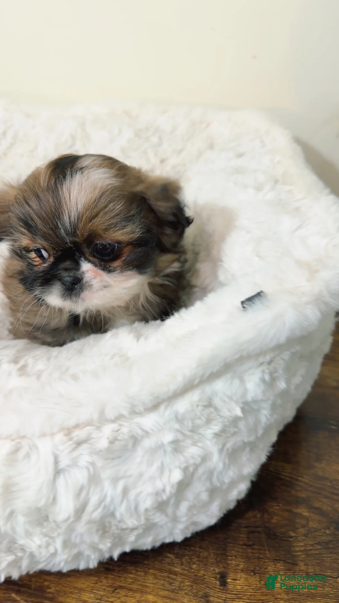 Shih Tzu dogs for sale: Izzy  - Ad 3