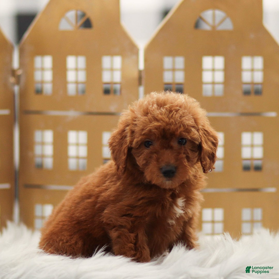 Goldendoodle dogs for sale: Lily - Ad 4
