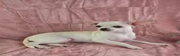 Chihuahua dogs for sale: Milly - Ad 10