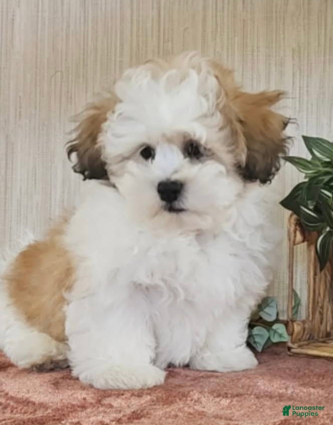 Teddy Bear dogs milo - Ad 36