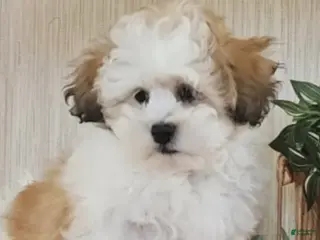 Teddy Bear dogs milo - Ad 38