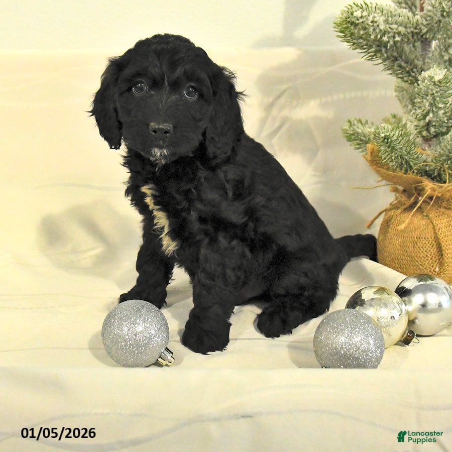 Cockapoo dogs Buddy - Ad 41