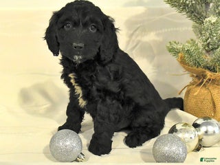 Cockapoo dogs Buddy - Ad 22