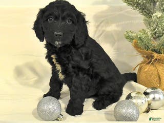 Cockapoo dogs Buddy - Ad 25