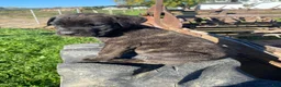 Cane Corso dogs for sale: Cash - Ad 11