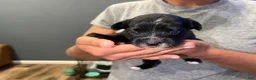 Yorkiepoo dogs for sale: Yorkiepoo 1 - Ad 3